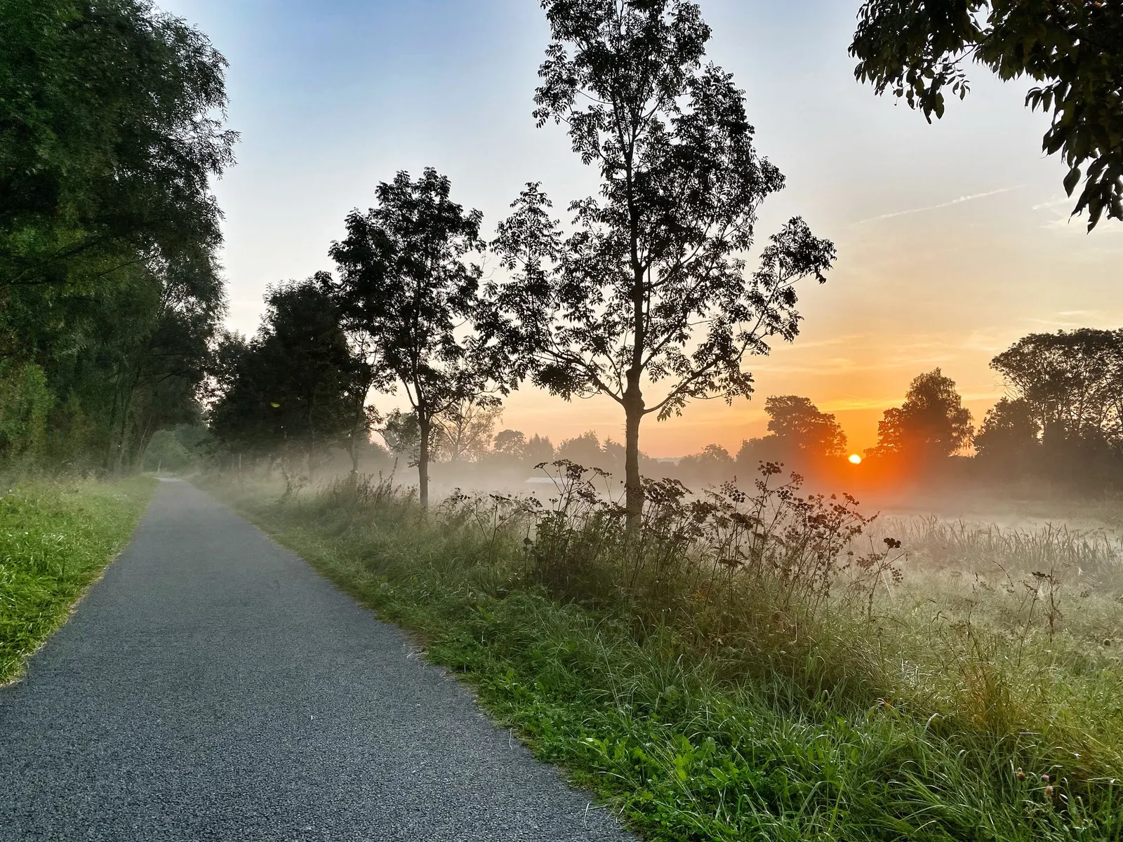 Een pad tussen de bomen bij zonsopgang, met mist over het veld, in Oudenaarde